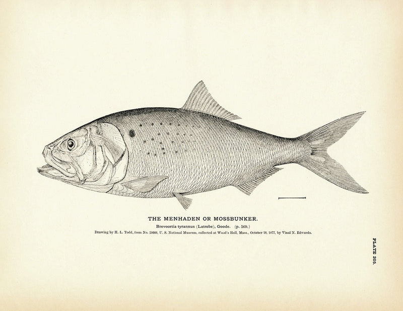Menhaden (Mossbunker) Art Print - Muir Way - Fisheries