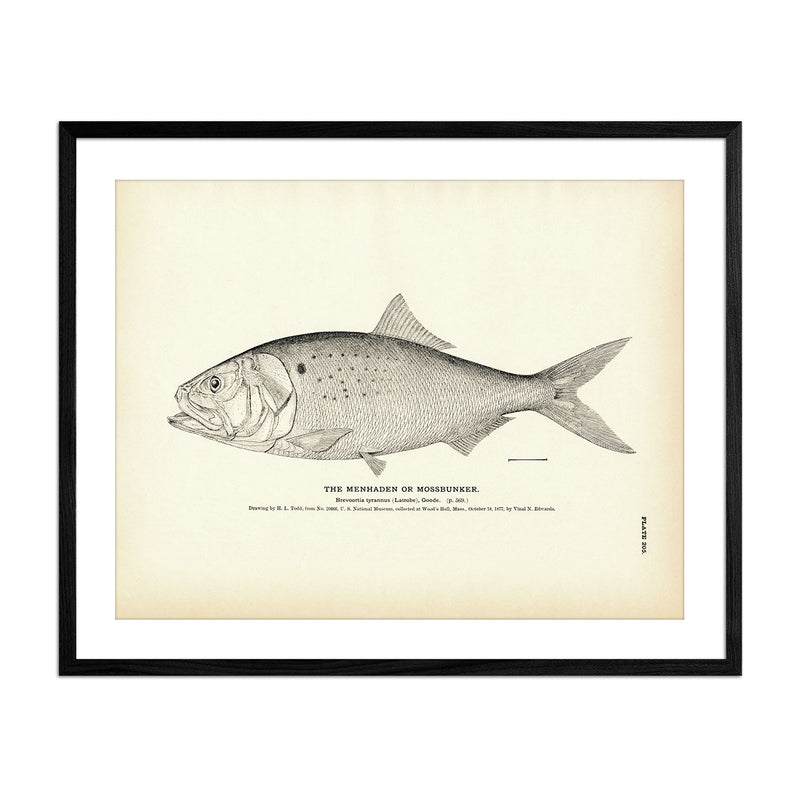 Menhaden (Mossbunker) Art Print - Muir Way - Fisheries