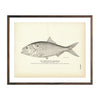 Vintage Menhaden fish print