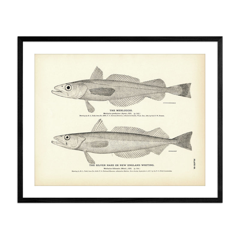 Merluccio and Silver Hake (New England Whiting) Art Print - Muir Way - Fisheries