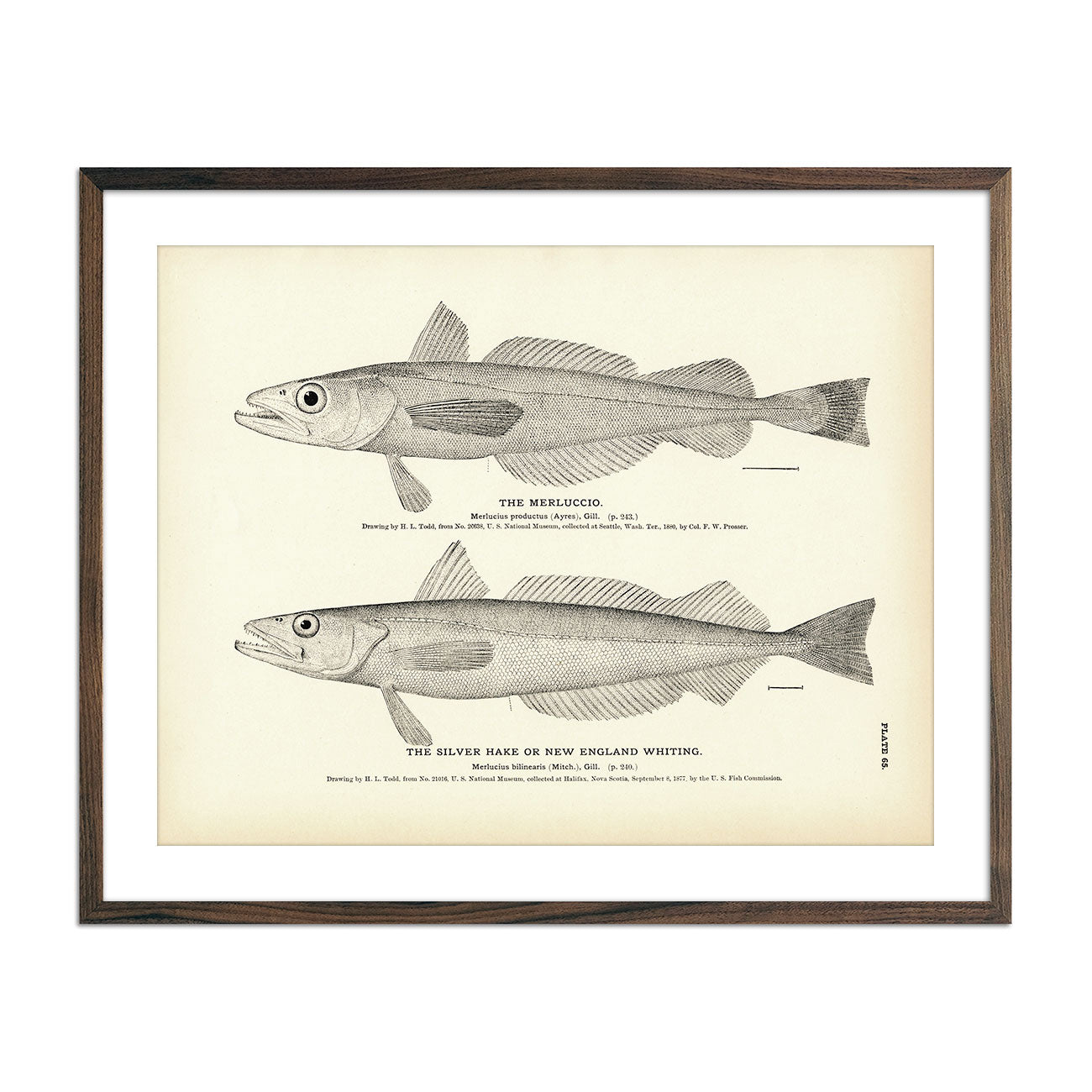 Vintage Merluccio and Silver Hake fish print