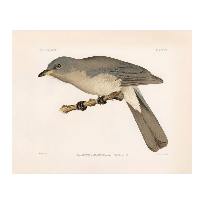 Mexican Jay Art Print - Muir Way - Animals