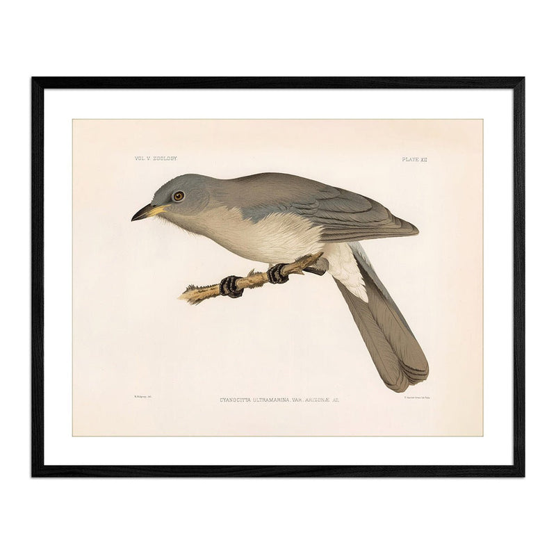 Mexican Jay Art Print - Muir Way - Animals