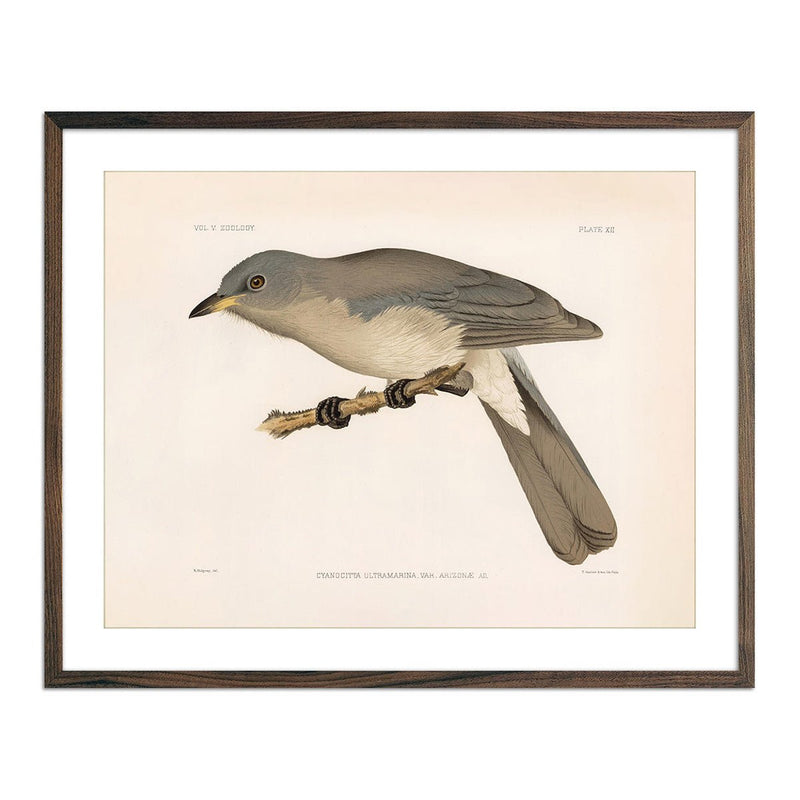 Mexican Jay Art Print - Muir Way - Animals