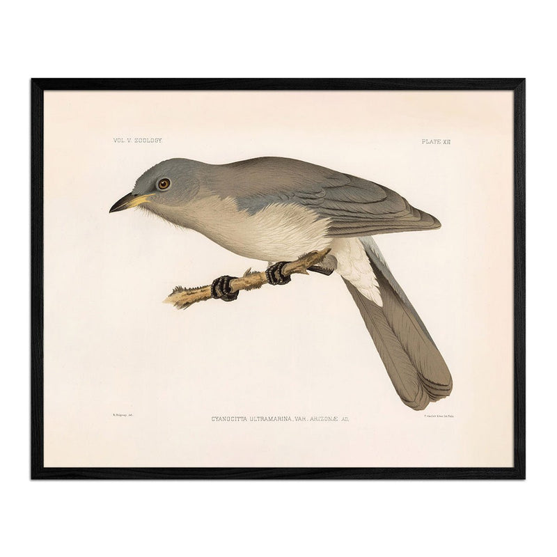 Mexican Jay Art Print - Muir Way - Animals