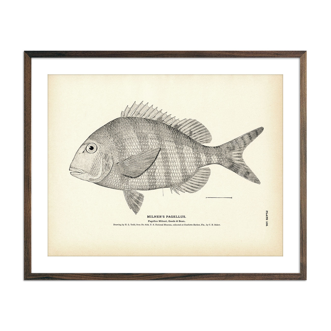Vintage Milner's Pagellus fish print