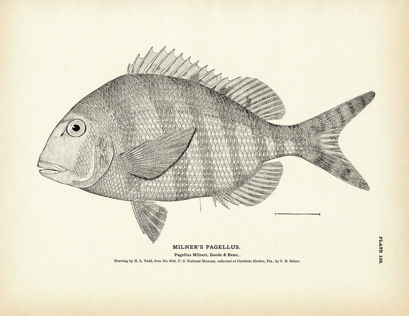 Milner's Pagellus Art Print - Muir Way - Fisheries