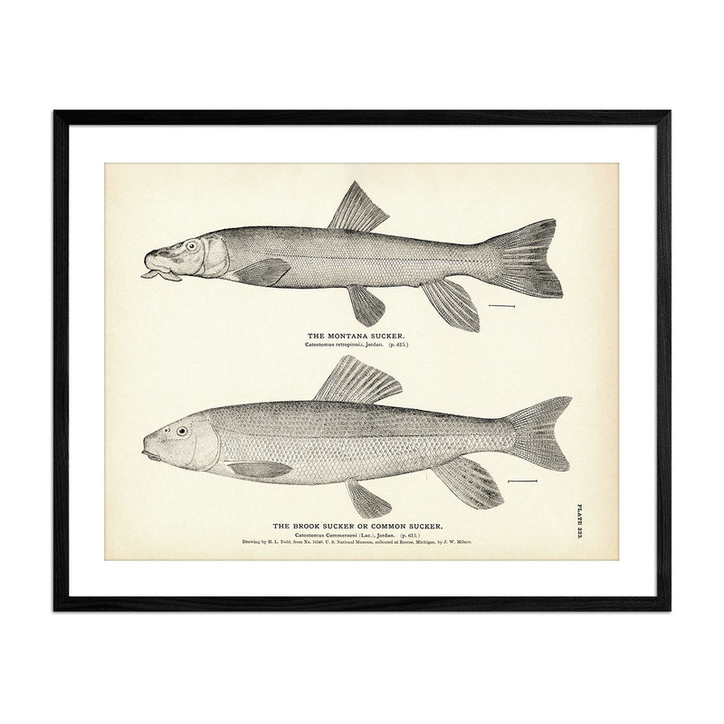 Montana Sucker and Brook Sucker (Common Sucker) Art Print - Muir Way - Fisheries
