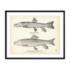 Montana Sucker and Brook Sucker (Common Sucker) Art Print