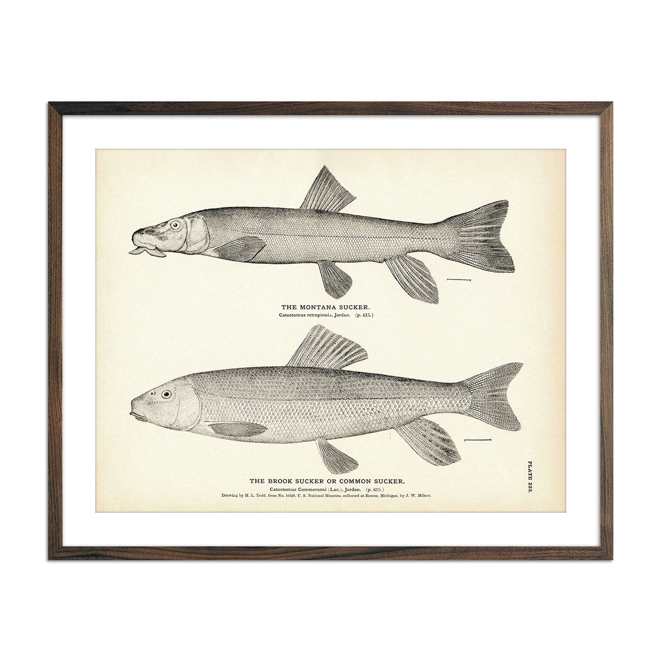 Vintage Montana and Brook Sucker fish print