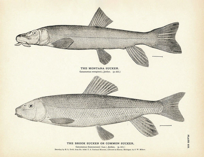 Montana Sucker and Brook Sucker (Common Sucker) Art Print - Muir Way - Fisheries