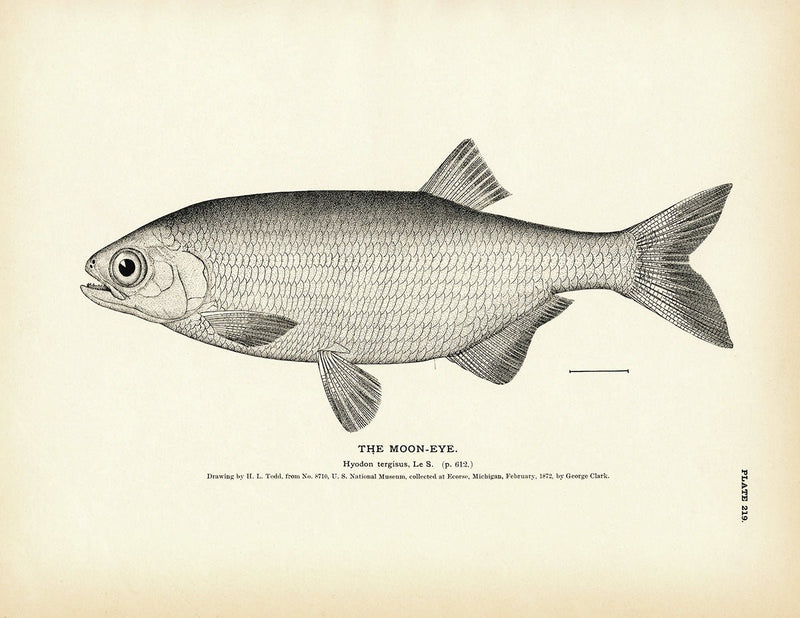 Moon - Eye Art Print - Muir Way - Fisheries
