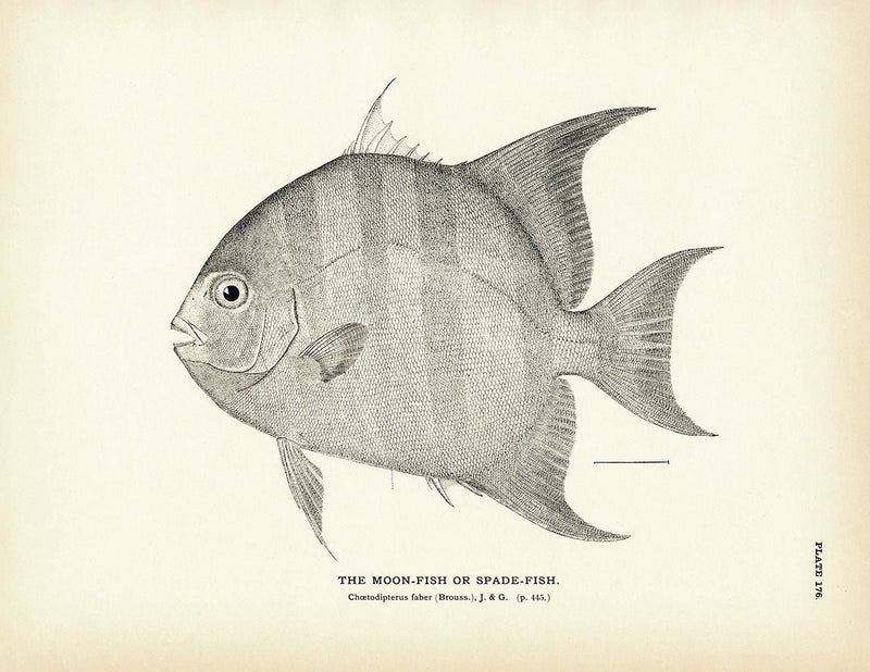 Moon - Fish (Spade - Fish) Art Print - Muir Way - Fisheries