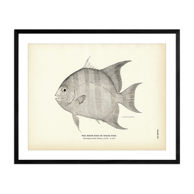Moon - Fish (Spade - Fish) Art Print - Muir Way - Fisheries