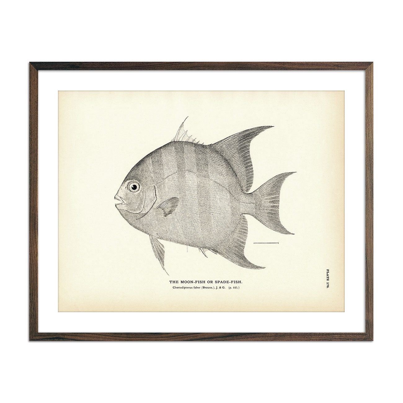 Vintage Moon-fish print