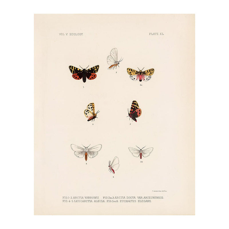Moths Art Print - Muir Way - Animals