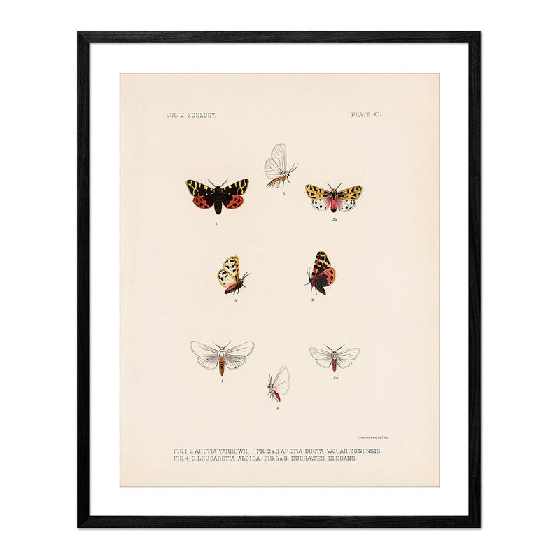 Moths Art Print - Muir Way - Animals