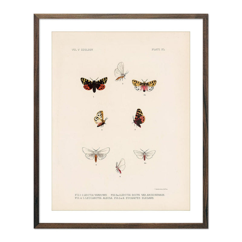 Moths Art Print - Muir Way - Animals