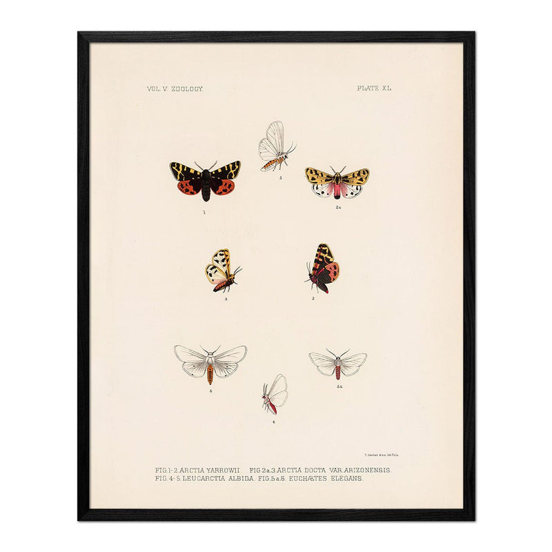 Moths Art Print - Muir Way - Animals