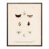 Moths Art Print