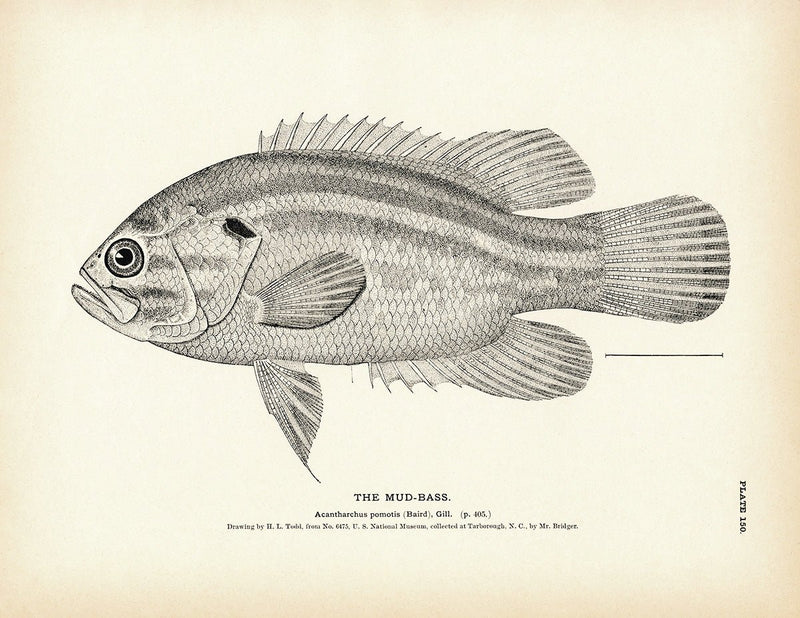 Mud - Bass Art Print - Muir Way - Fisheries