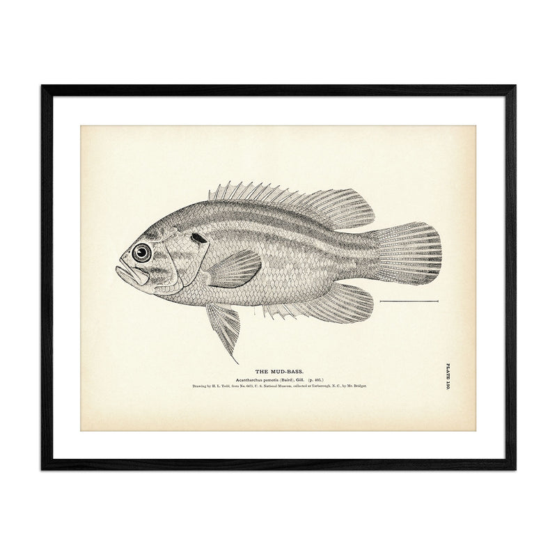 Mud - Bass Art Print - Muir Way - Fisheries