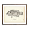 Vintage Mud-Bass fish print
