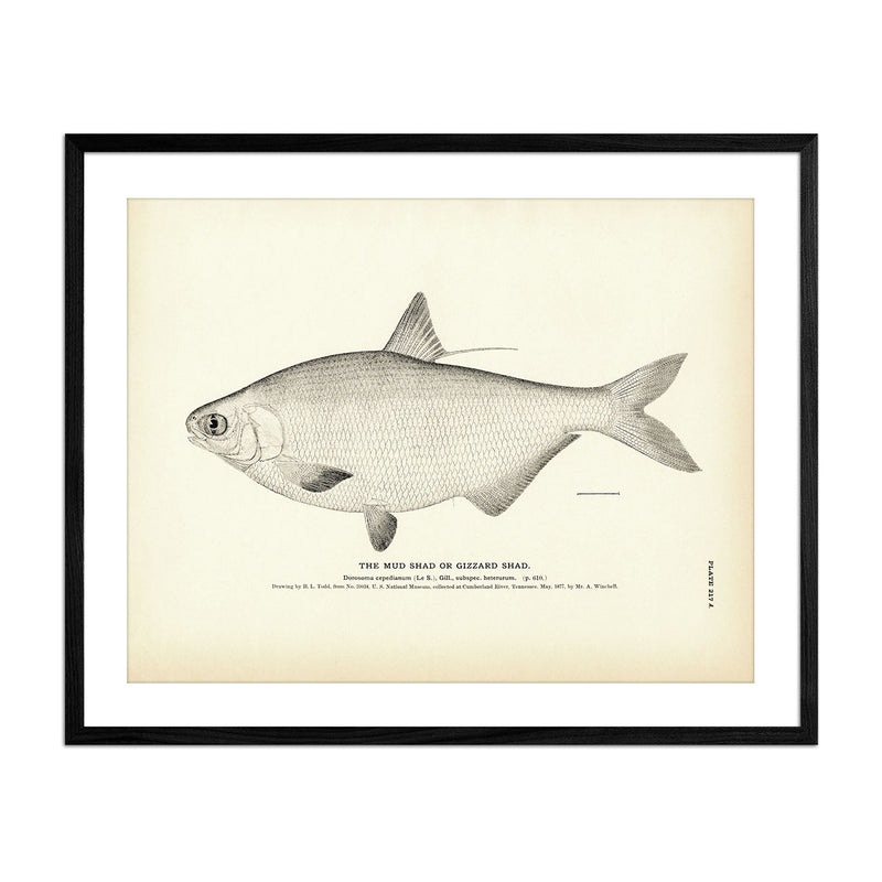 Mud Shad (Gizzard Shad) Art Print - Muir Way - Fisheries