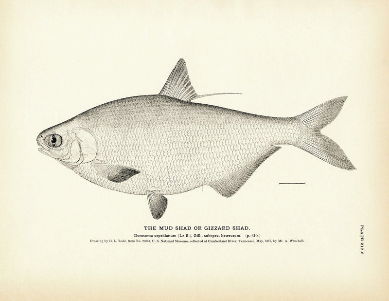 Mud Shad (Gizzard Shad) Art Print - Muir Way - Fisheries
