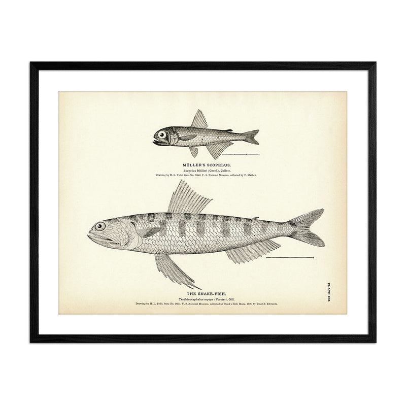 Muller's Scopelus and Snake - Fish Art Print - Muir Way - Fisheries