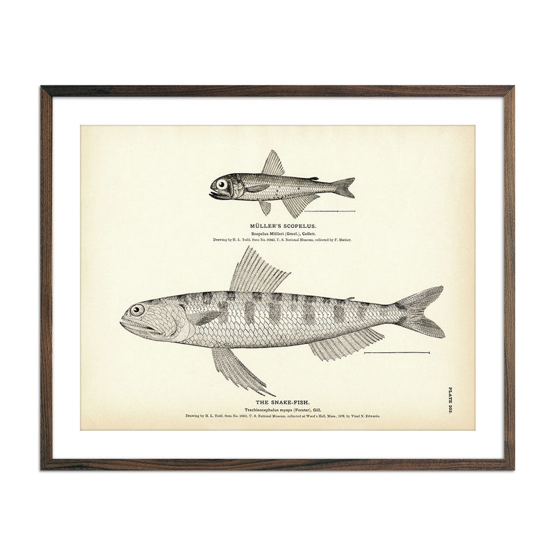 Muller's Scopelus and Snake - Fish Art Print - Muir Way - Fisheries