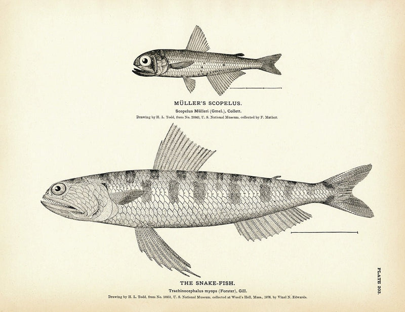 Muller's Scopelus and Snake - Fish Art Print - Muir Way - Fisheries