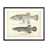 Mummichog and Blackfish of Alaska Art Print