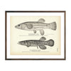 Vintage Mummichog and Blackfish of Alaska fish print