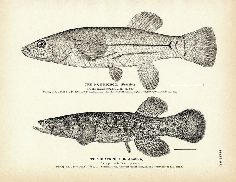 Mummichog and Blackfish of Alaska Art Print - Muir Way - Fisheries