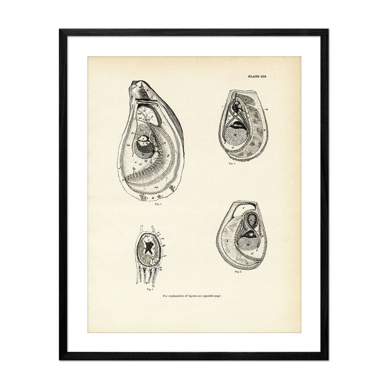 Mussels and Sea Clams - Set 2 Art Print - Muir Way - Fisheries