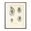 Vintage Mussels and Sea Clams - Set 2 fish print
