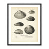 Mussels and Sea Clams - Set 1 Art Print