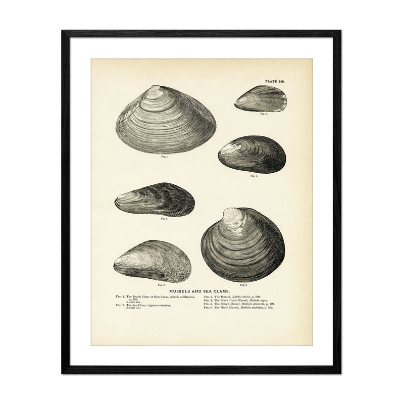 Vintage Mussels and Sea Clam - Set 1 fish print
