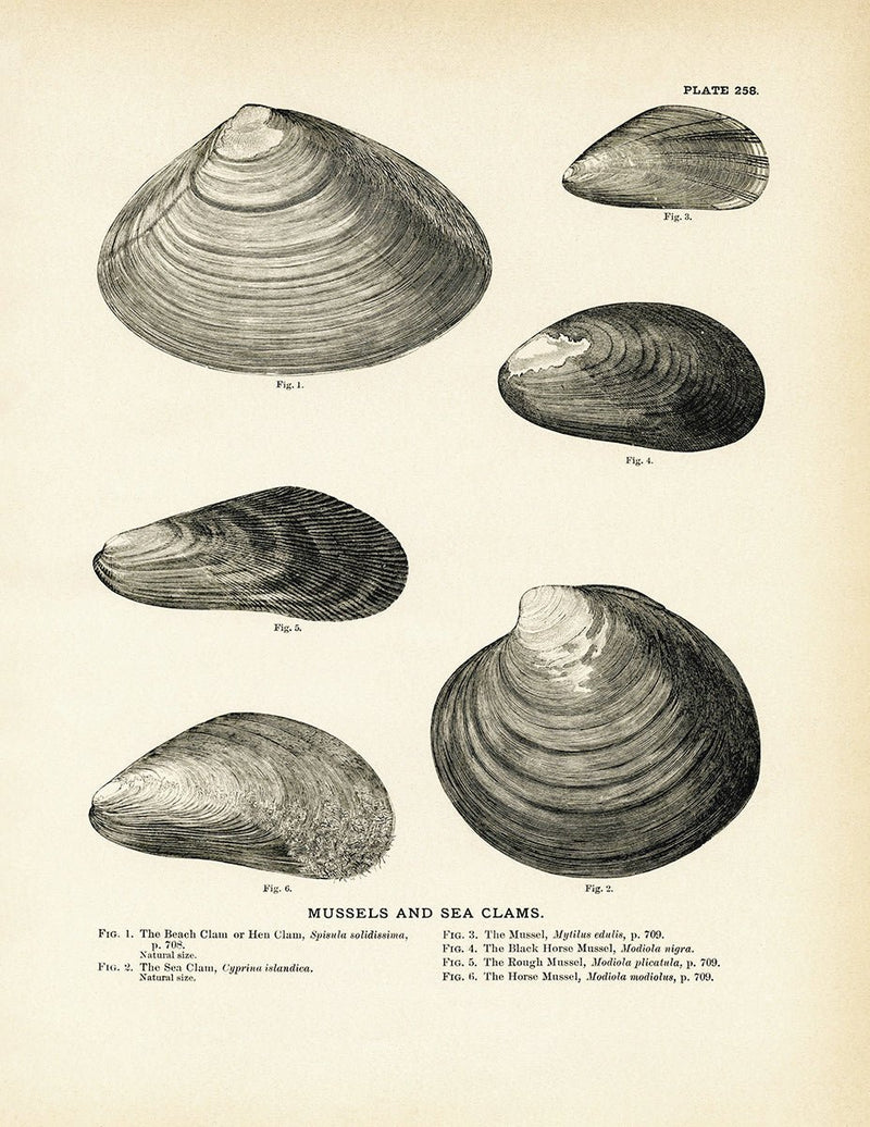Mussels and Sea Clams - Set 1 Art Print - Muir Way - Fisheries