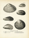 Mussels and Sea Clams - Set 1 Art Print