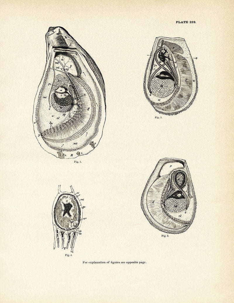 Mussels and Sea Clams - Set 2 Art Print - Muir Way - Fisheries