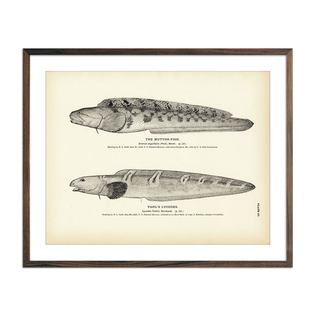 Vintage Mutton-Fish and Vahl's Lycodes fish print
