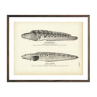 Vintage Mutton-Fish and Vahl's Lycodes fish print