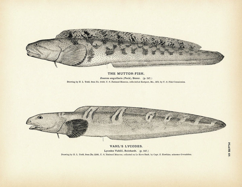 Mutton - Fish and Vahl's Lycodes Art Print - Muir Way - Fisheries