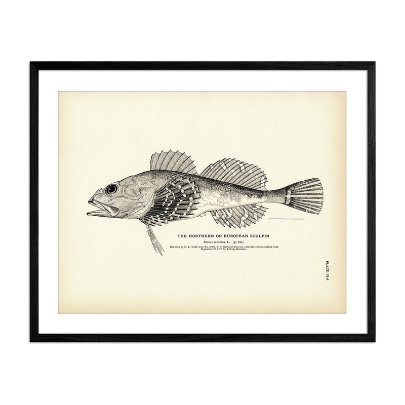 Northern Sculpin (European Sculpin) Art Print - Muir Way - Fisheries