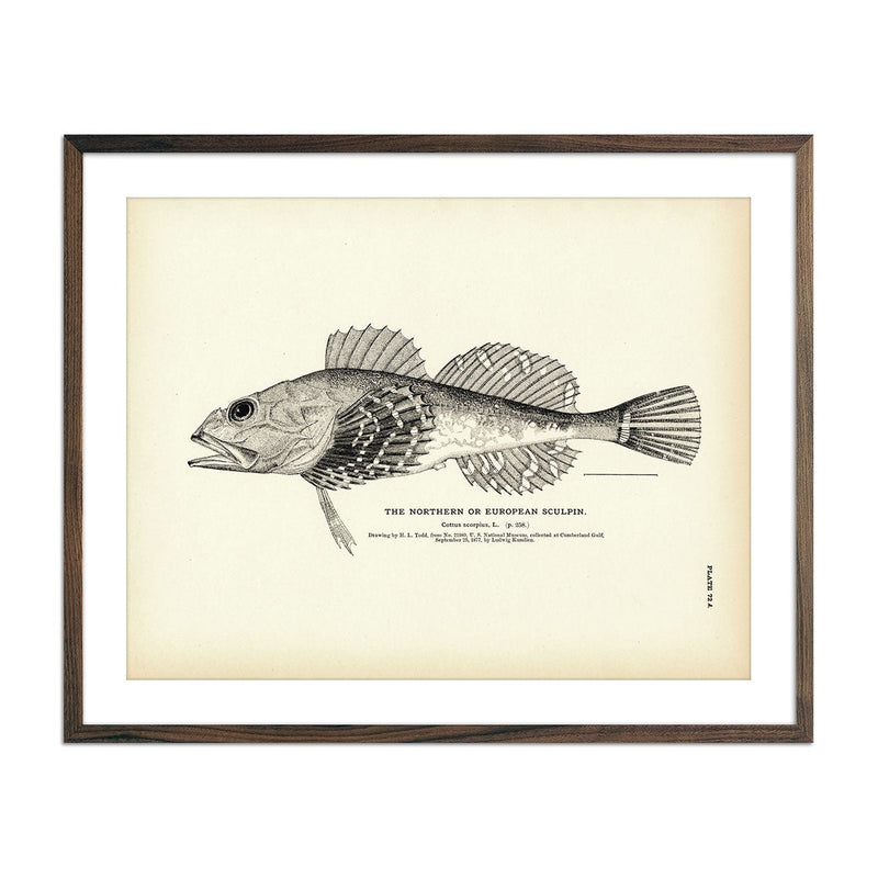 Northern Sculpin (European Sculpin) Art Print - Muir Way - Fisheries