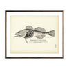 Vintage Northern Sculpin fish print