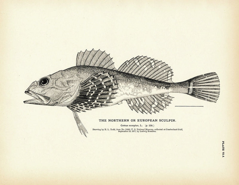 Northern Sculpin (European Sculpin) Art Print - Muir Way - Fisheries
