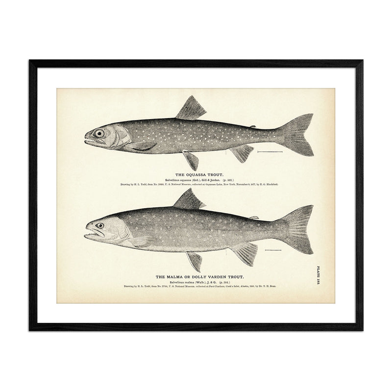 Oquassa Trout and Malma (Dolly Varden Trout) Art Print - Muir Way - Fisheries